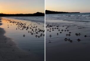 Andada de caranguejos guaiamum cria espetáculo natural em Boipeba