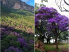 Quaresmeiras florescem na Chapada Diamantina e pintam paisagem de roxo; veja vídeo