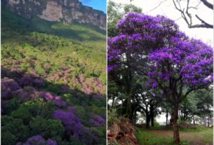 Quaresmeiras florescem na Chapada Diamantina e pintam paisagem de roxo; veja vídeo