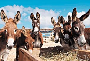 Justiça Federal proíbe abate de jumentos na Bahia