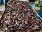Porto Seguro retira cerca de 500 peixes-leão do mar em apenas um mês