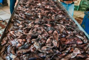 Porto Seguro retira cerca de 500 peixes-leão do mar em apenas um mês