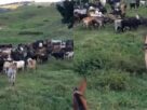 Ex-artilheiro da Seleção Brasileira investe em fazenda de gado usada pela família como refúgio